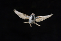 特大サイズのスズメの飛揚 81145014183.jpg