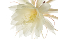 月下美人 月下美人EXは2022年新発売の上級ライトゲーマー用スピニングロッド