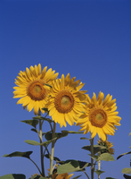 ひまわりん　まとめ売り Amazon｜Factory Direct Craft イエロー 人工ひまわりの茎｜造花