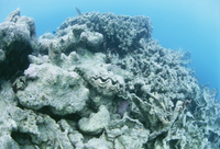 高水温で死んだシャコ貝とサンゴ[81630000134]の写真・イラスト素材