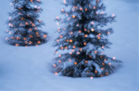 クリスマスツリー　カナダ トロントは巨大クリスマスツリーの宝庫！？ - East-Westカナダ