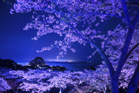 桜夜 01010016070.jpg