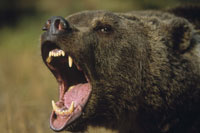 ヒグマの牙 牙をむくハイイログマ 北アメリカ[01543010351]の写真・イラスト素材