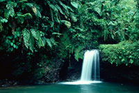 森の滝 01543013893.jpg