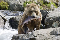 熊鮭 BEAMS JAPAN｜【別注】鮭熊 貯金箱 橙 | Rakuten Fashion(楽天