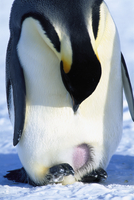 その他 [penguin] 01543039102.jpg