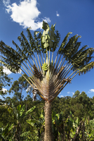 タビビトノキ[01543045260]の写真・イラスト素材｜アマナイメージズ