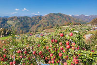 断捨離中のリンゴ畑 断捨離中のリンゴ畑 弐七農園〜niinana noen 信州安曇野の