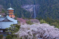 【青岸渡寺】　那智の滝　西陣織　掛軸 s-2018051821460275511.jpg