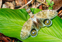 珍品ブラジル産ビワハゴロモ　ユカタンとは別種 珍品ブラジル産ビワハゴロモユカタンとは別種