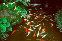 日本庭園の池で泳ぐ鯉[01808019757]の写真・イラスト素材｜アマナ