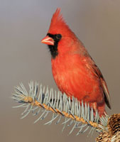 ショウジョウコウカンチョウ[01809017696]の写真・イラスト素材