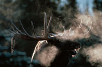 ムースの角（アラスカ） 0084-1-scaled.jpg?fit=2560,