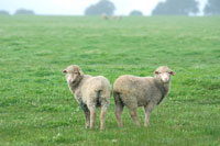 羊二匹 02233000239.jpg