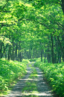 風景　森の小道 森の小道の写真・画像素材-Snapmart（スナップマート）
