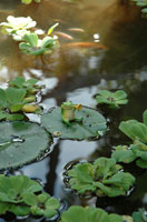 蓮の葉にカエルと鯉♪♪ 蓮の葉にカエルと鯉♪♪