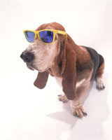 サングラスをした犬 の写真素材 イラスト素材 アマナイメージズ