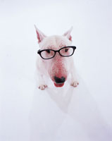 メガネをかけた犬[02253004951]の写真・イラスト素材｜アマナイメージズ
