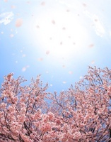 桜と舞う桜の花びら[02284001444]の写真・イラスト素材｜アマナ