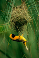 希少 天然 鳥の巣 インテリア ハタオリドリ科 オス メス 楽天市場】【倉庫預け品とのみ同梱可】鳥の巣 手作り ラタン