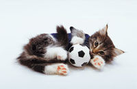サッカーボールで遊ぶ猫[02322001204]の写真・イラスト素材