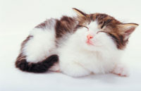 笑う猫 の写真素材 イラスト素材 アマナイメージズ