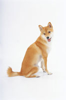 横向きに座る犬 の写真素材 イラスト素材 アマナイメージズ