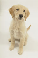 ゴールデンレトリバー（お座りポーズ） 犬 ゴールデンレトリバー おすわり 笑顔のイラスト素材 [30592951] - PIXTA