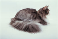 しっぽの太い猫 の写真素材 イラスト素材 アマナイメージズ