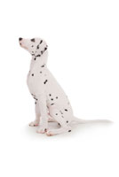 横向きにお座りする犬 ダルメシアン の写真素材 イラスト素材 アマナイメージズ