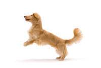 ジャンプする犬 の写真素材 イラスト素材 アマナイメージズ