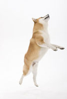 ジャンプする犬[02322004616]の写真・イラスト素材｜アマナイメージズ