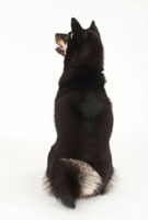 後ろを向いてお座りをしている犬 の写真素材 イラスト素材 アマナイメージズ