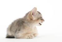 横を向いて口を開けている仔猫 の写真素材 イラスト素材 アマナイメージズ