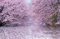 水面を埋めつくす桜の花びら[02335000190]の写真・イラスト素材