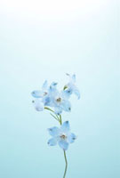 花一輪 02344001097.jpg