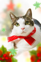 クリスマス　赤いマフラーしてる猫　名古屋帯 赤いマフラーを巻いたネコ[02362000309]の写真・イラスト素材｜アマナ