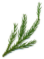 杉の枝葉　×一本分 02513000041.jpg