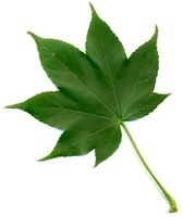 ハリギリの葉 の写真素材 イラスト素材 アマナイメージズ