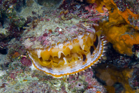 ミズイリショウジョウガイ[02599001529]の写真・イラスト素材｜アマナ