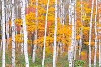02605000181.jpg