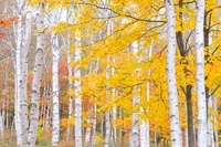 秋の白樺林[02605000182]の写真・イラスト素材｜アマナイメージズ
