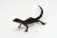 クロイワトカゲモドキ[02637000017]の写真・イラスト素材｜アマナ