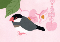 桜文鳥 の写真素材 イラスト素材 アマナイメージズ