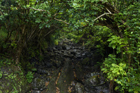 ハワイ ハワイ島 深い森 の写真素材 イラスト素材 アマナイメージズ
