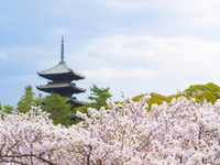御室の塔（京都　仁和寺） 桜&五重塔 これからのシーズンにオススメな仁和寺!/アパホテル