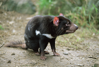 タスマニアデビル 20025350536.jpg