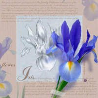 花(アイリス)[20026002443]の写真・イラスト素材｜アマナイメージズ