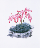 こまくさ[20037008770]の写真・イラスト素材｜アマナイメージズ