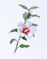 むくげ[20037008804]の写真・イラスト素材｜アマナイメージズ